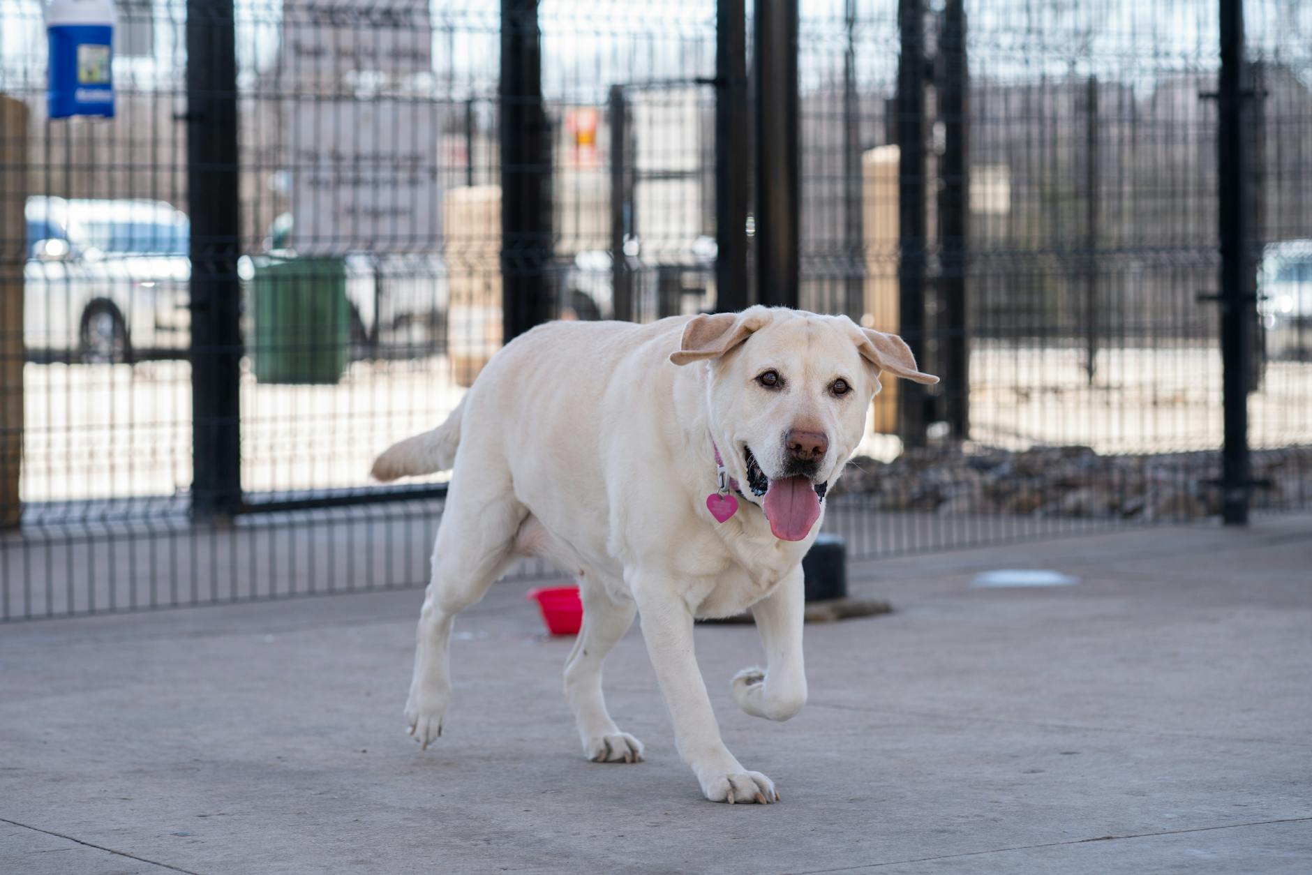 Labrador bawi się na ogrodzonym wybiegu przed pobytem w hotelu dla psów